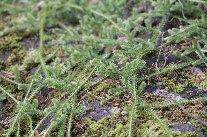 ヒカゲノカズラの胞子形態と胞子嚢