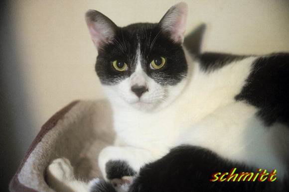 上を見上げている猫

自動的に生成された説明