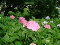 DSC00071-w200.jpg (10607 oCg)