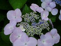 DSC00076-w200.jpg (8566 oCg)