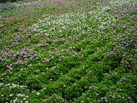 DSC00086-w200.jpg (13160 oCg)