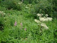 DSC00126-w200.jpg (11266 oCg)