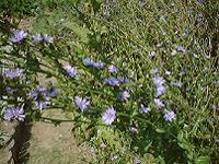 DSC00024-w200.jpg (13307 oCg)