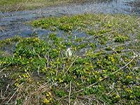 DSC00140-w200.jpg (13616 oCg)