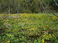 DSC00156-w200.jpg (13206 oCg)