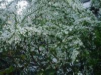 DSC00130-w200.jpg (12520 oCg)