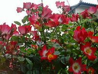 DSC00038-w200.jpg (10756 oCg)