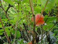 DSC00053-w200.jpg (11767 oCg)