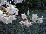 DSC00017-w160.jpg (7339 oCg)