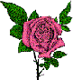 pinkrose.gif (3286 oCg)