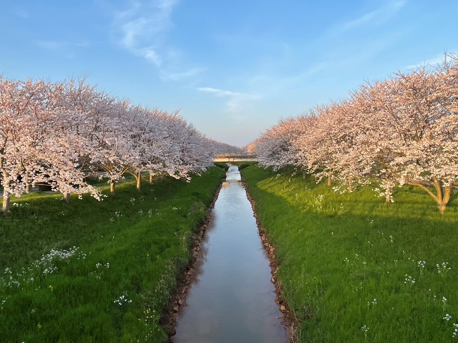 土手と満開の桜