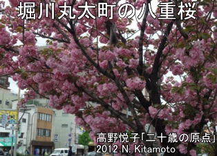 堀川丸太町の八重桜