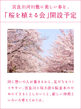 宮良川河川敷に美しい春を。「桜を植える会」開設予定