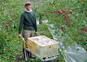 リンゴ運搬の画像