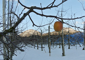 雪のリンゴ畑