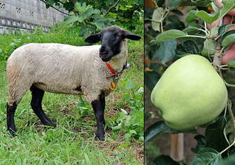 羊とリンゴの実