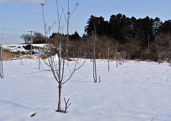 平沢農園りんご園2