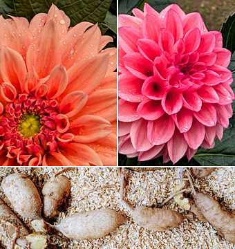 ダリアの端と球根