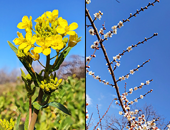 �؂̉ԂƔ~�̉�