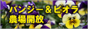 パンジー&ビオラ