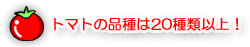 トマトの品種20種以上
