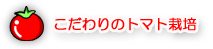 こだわりのトマト栽培