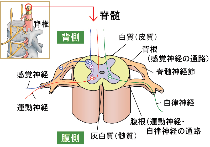 基礎・臨床解剖学 脊柱 脊髄 自律神経 - 健康/医学