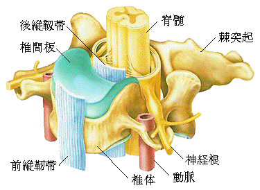 頚部（首）の仕組み