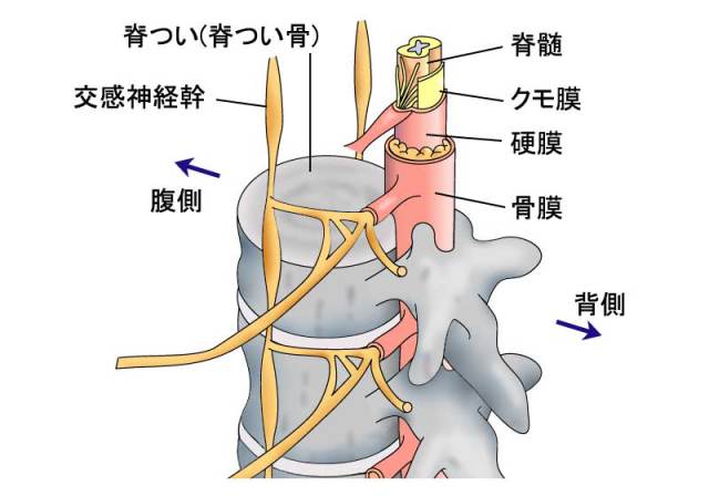 数量限定】 【医師】基礎・臨床解剖学 脊柱 脊髄 自律神経 健康/医学 