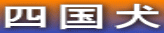 四国犬