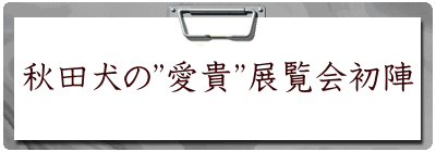 秋田犬の”愛貴”展覧会初陣