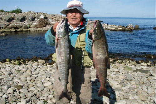 ９月１２日箸別川サケ３本 釣れ釣れなるままに北海道