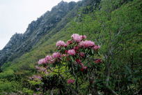 登山道脇に咲くシャクナゲ
