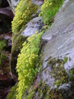 渓流に咲くヒメレンゲ
