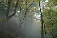 靄の出て来た森