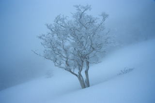 去年出合った樹氷の木