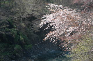 渓流に山桜を探索