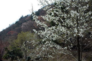 タムシバと奥に山桜