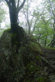 岩を抱く木