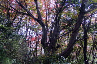 登山道からの紅葉