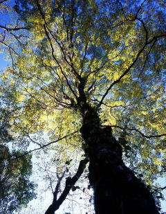 黄葉している木