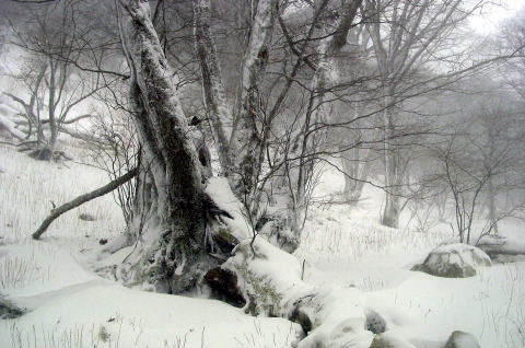 冬のトトロの森