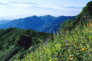 燕山荘からお花畑と富士山