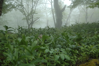 霧の精霊の森