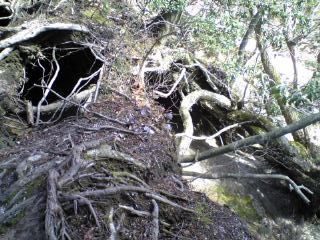 根があるから留まっている登山道