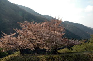 石田川ダムの八重桜