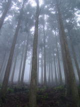 靄の杉林