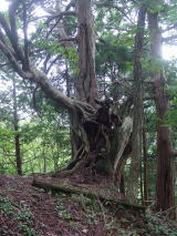 次々現れる巨大芦生杉
