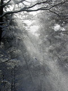 枝の雪がおちて逆光に輝く