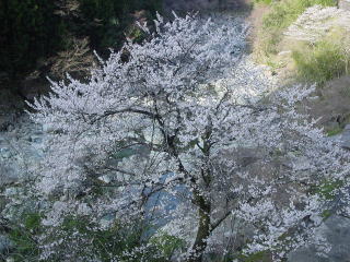 河原に咲く桜